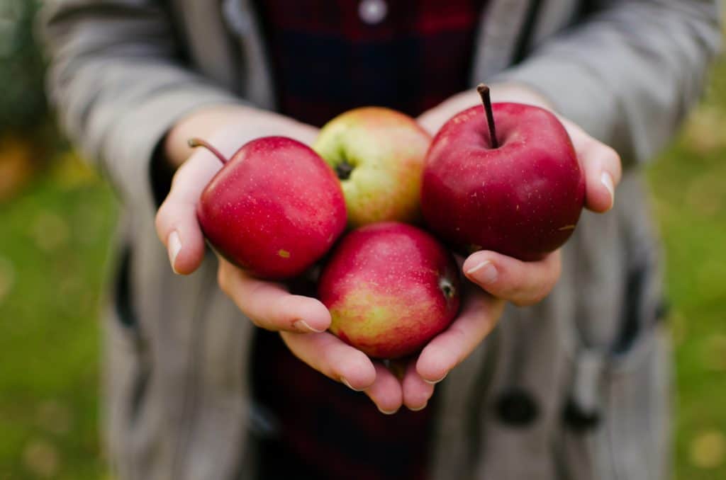 hands holding apples