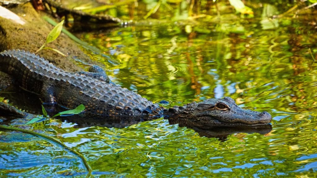 Gators and their expansive Everglades habitats are one of the fairly unique features of Florida, much like aspects of their license and appointment regulations.