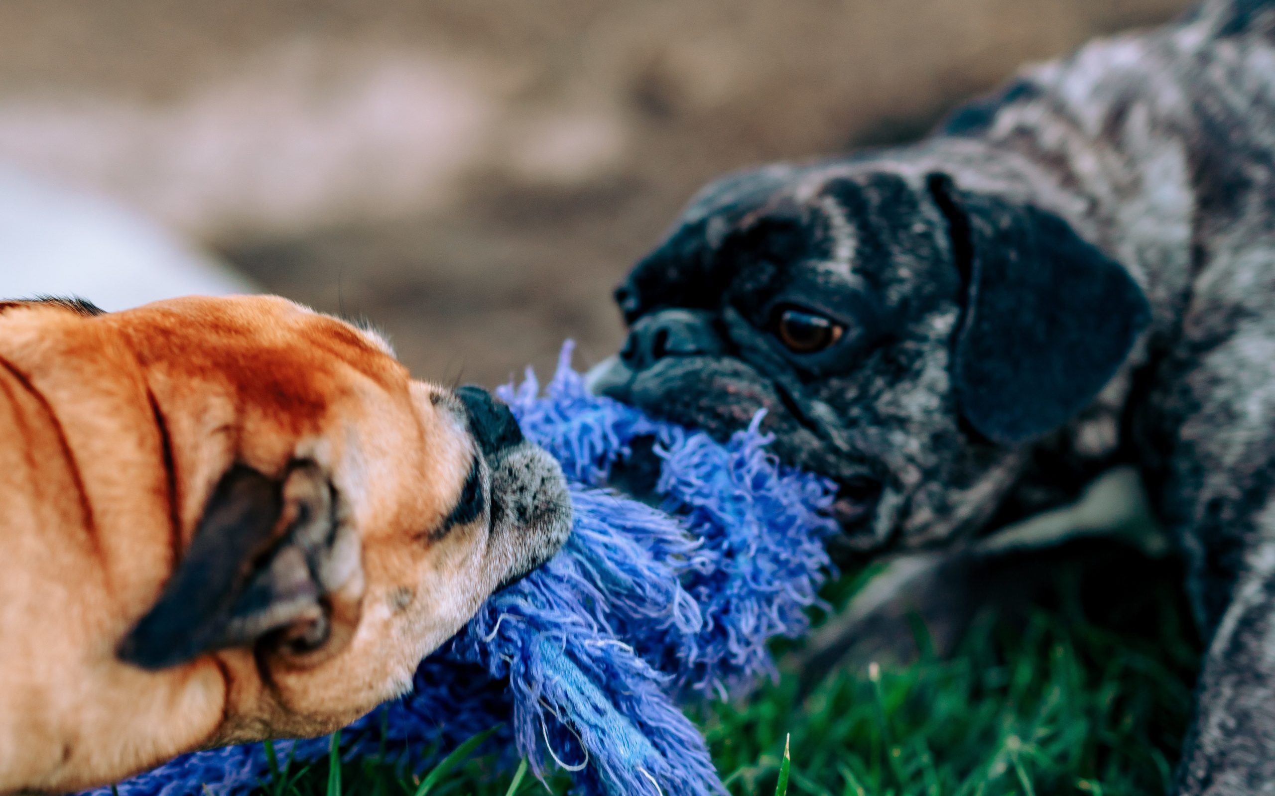 Two puppers play tug of war. Sometimes keeping insurance licenses in compliance can feel like it's a tug-of-war against business growth goals, but it doesn't have to be this way.