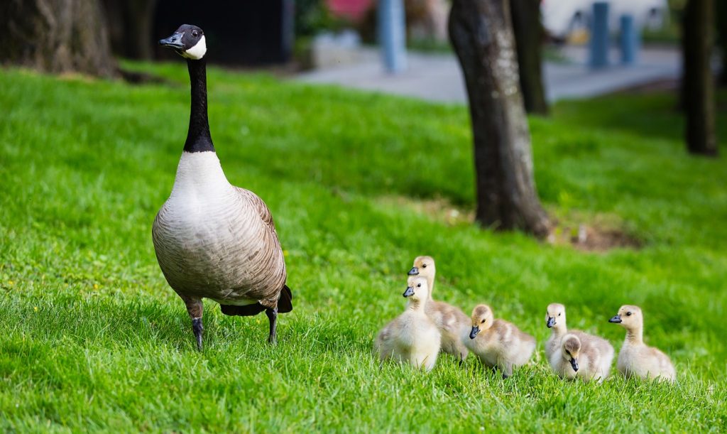 Duck and ducklings