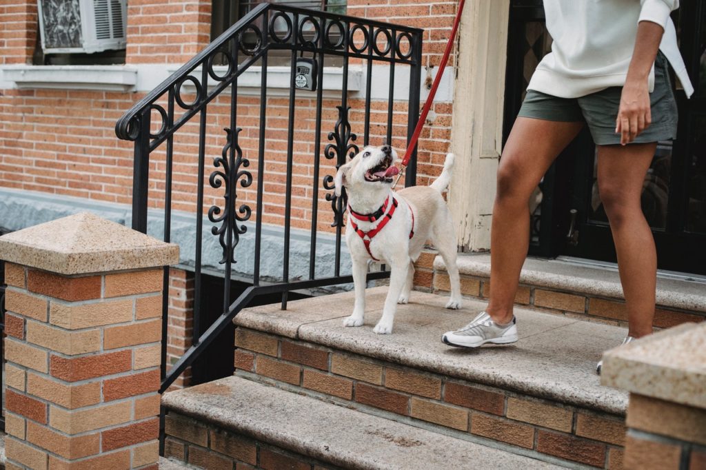 Black woman walking dog