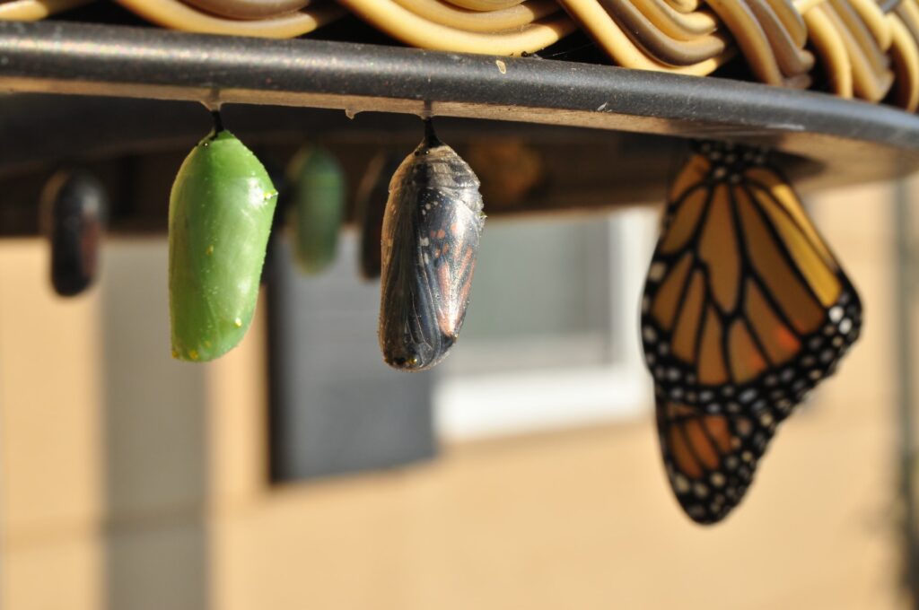 Butterfly cocoons