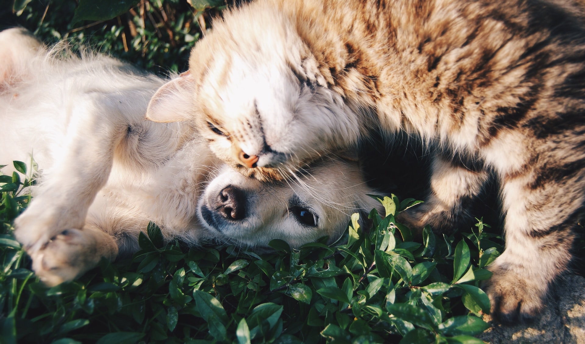 A Brief History of Pet Insurance: What it is and How it Works