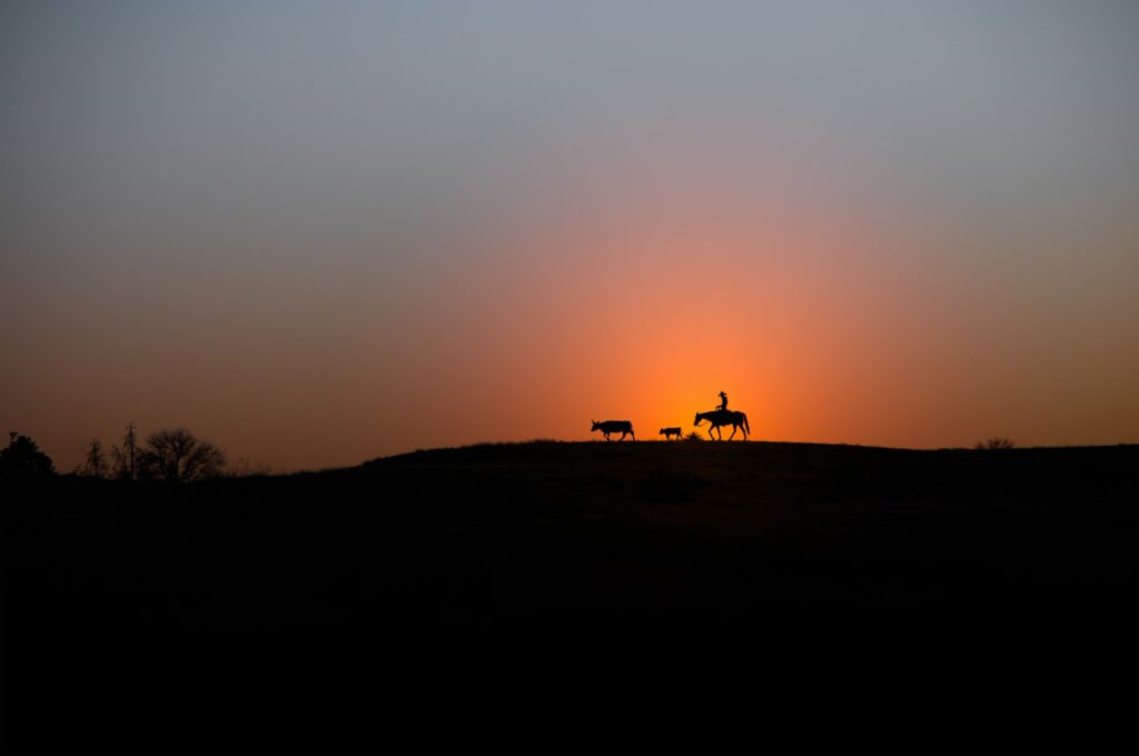 Horse and rider with cow and dog creating a silhouette against the setting sun.